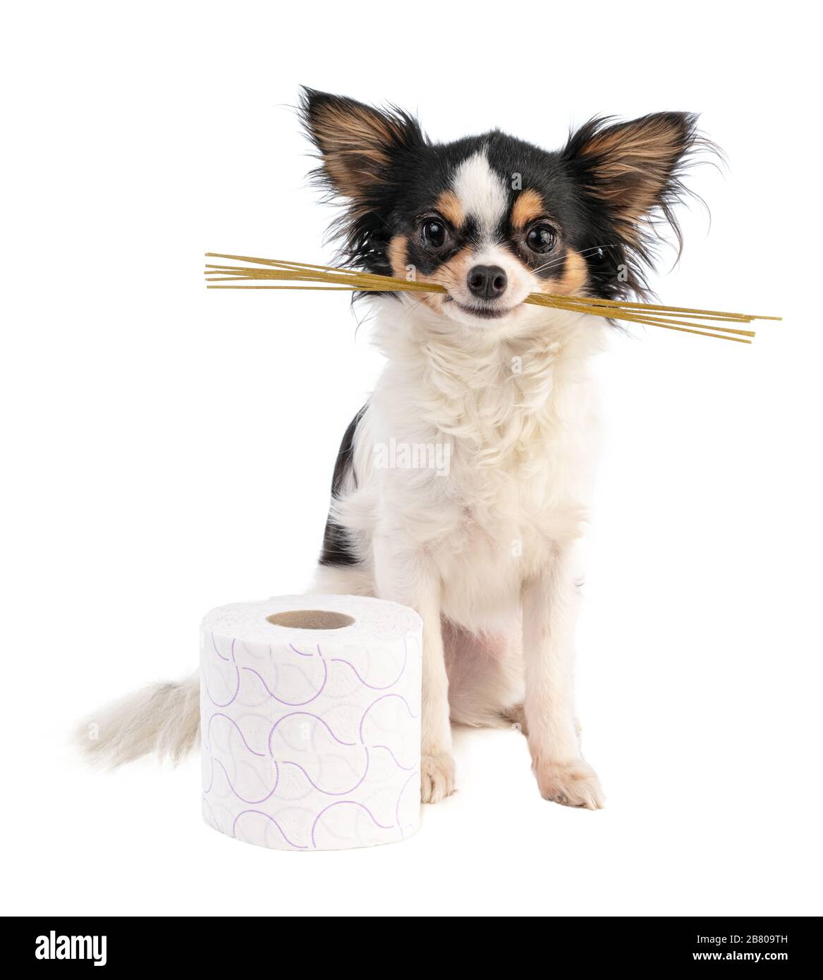 Chihuahua holding spaghetti in its mouth in front of a toilet paper roll on  a white background Stock Photo - Alamy