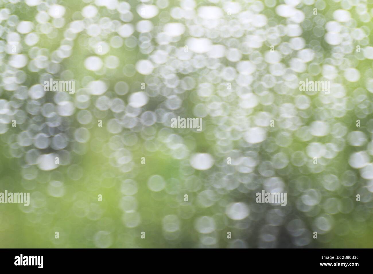 nature bokeh light tree green soft background Stock Photo - Alamy