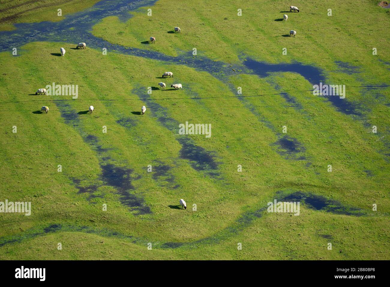 Sheep grazing on ancient ridge and furrow field systems. Cuckmere Valley, East Sussex Stock Photo