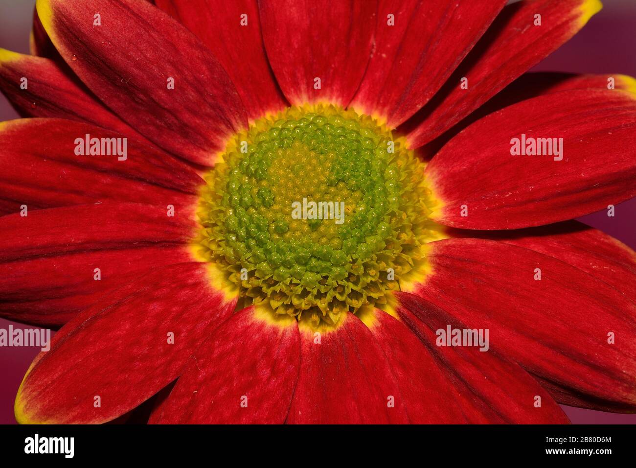 Flower hrysanthemum close up macro photo Stock Photo