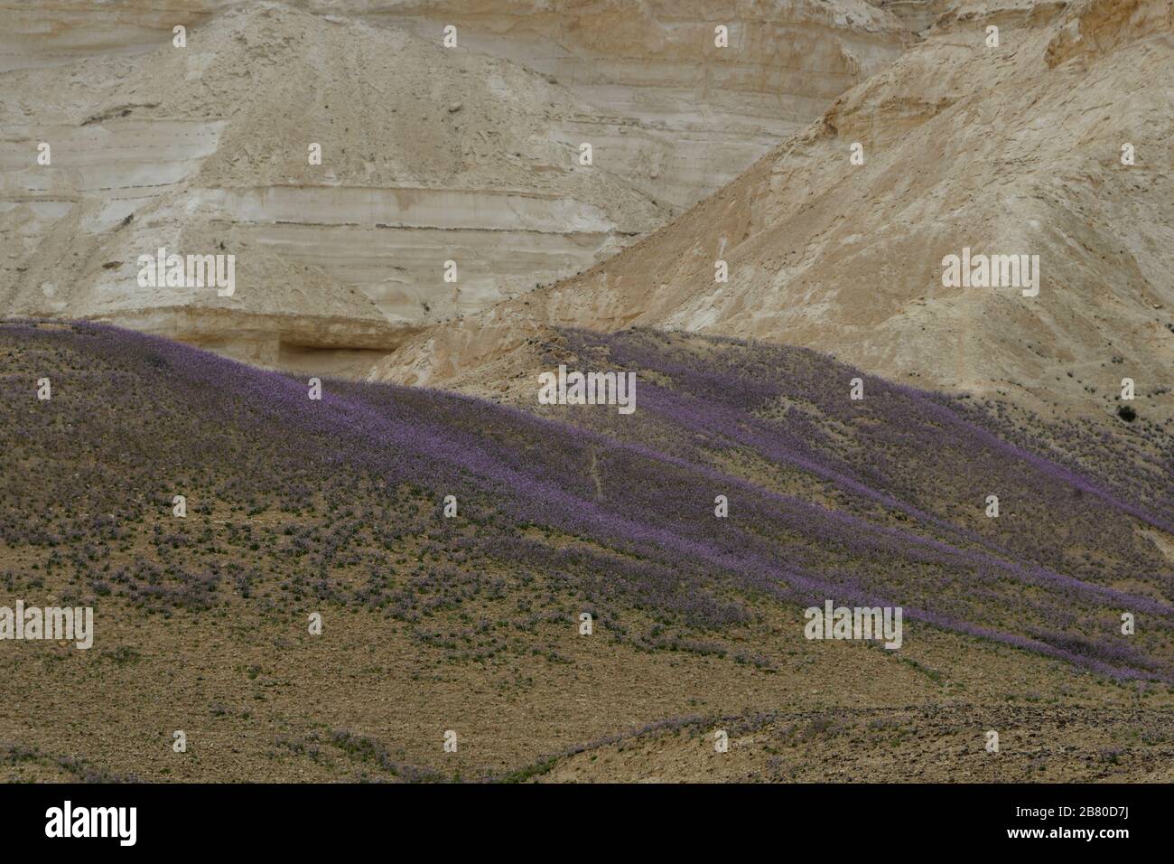 After a rare rainy season in the Negev Desert, an abundance of wildflowers sprout out and bloom. Photographed on the plain of Avdat, in the negev dese Stock Photo