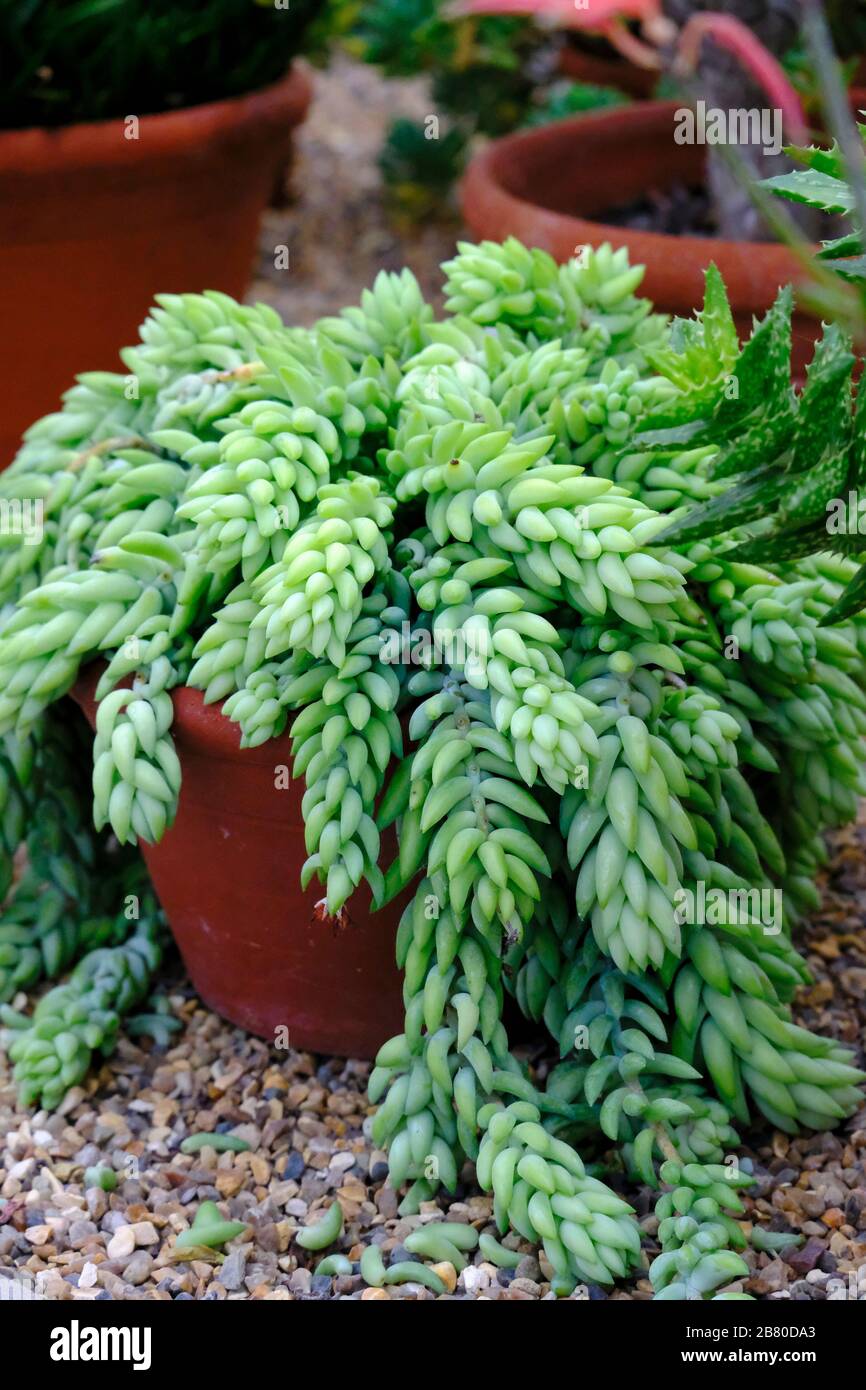 Donkey's Tail (Sedum morganianum) succulent plant growing under glass in late winter in UK Stock Photo