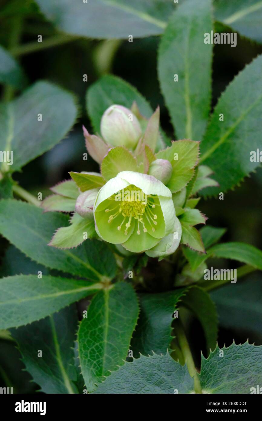 Green-flowered Hellebores (Helleborus viridis) blooming in late winter in Sussex, England, UK Stock Photo