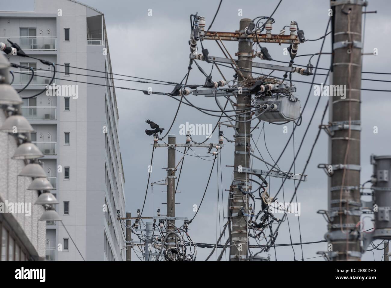 a crow and a nest on utility pole in Japan Stock Photo