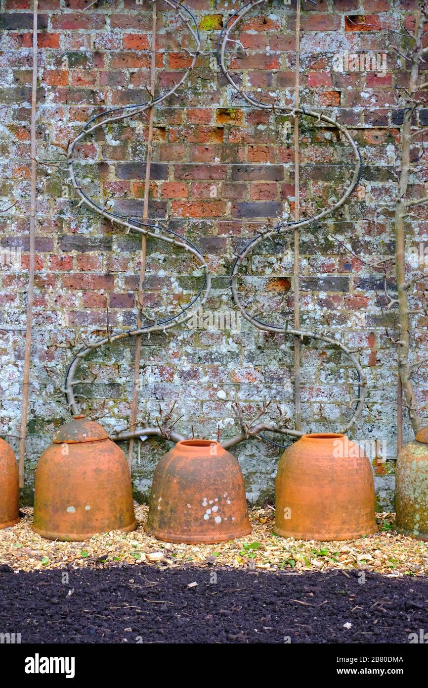 Old weathered red brick wall with curvy espalier fruit tree branches attached and terracotta rhubarb forcers in front Stock Photo