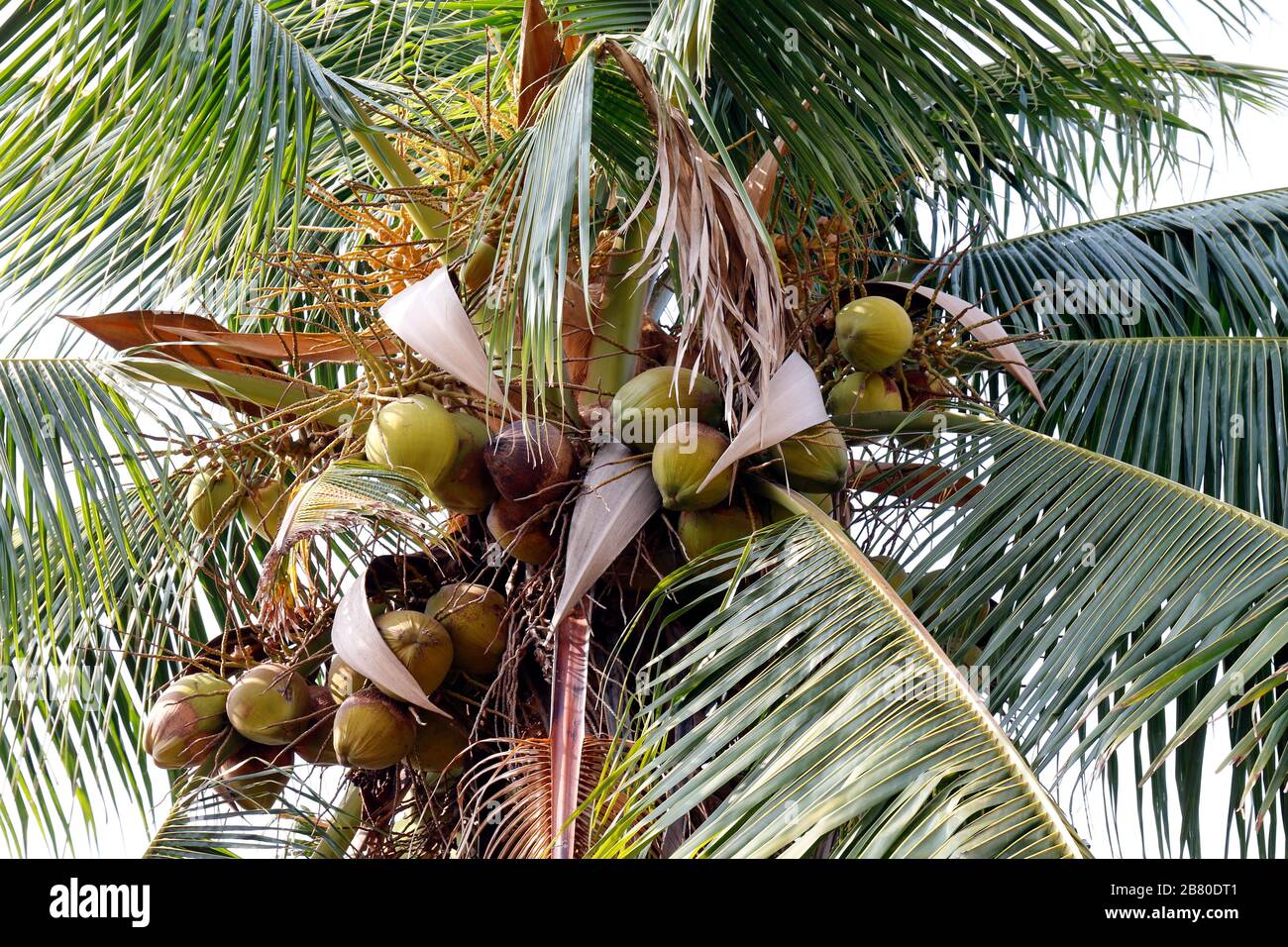coconut farm, plantation coconut tree Stock Photo Alamy