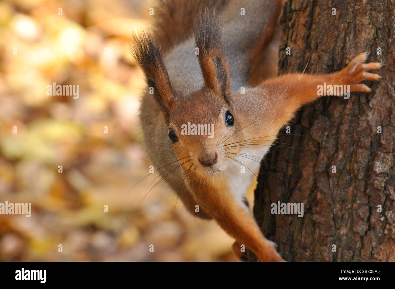 Portrait of eurasian red squirrel on tree in park. Stock Photo