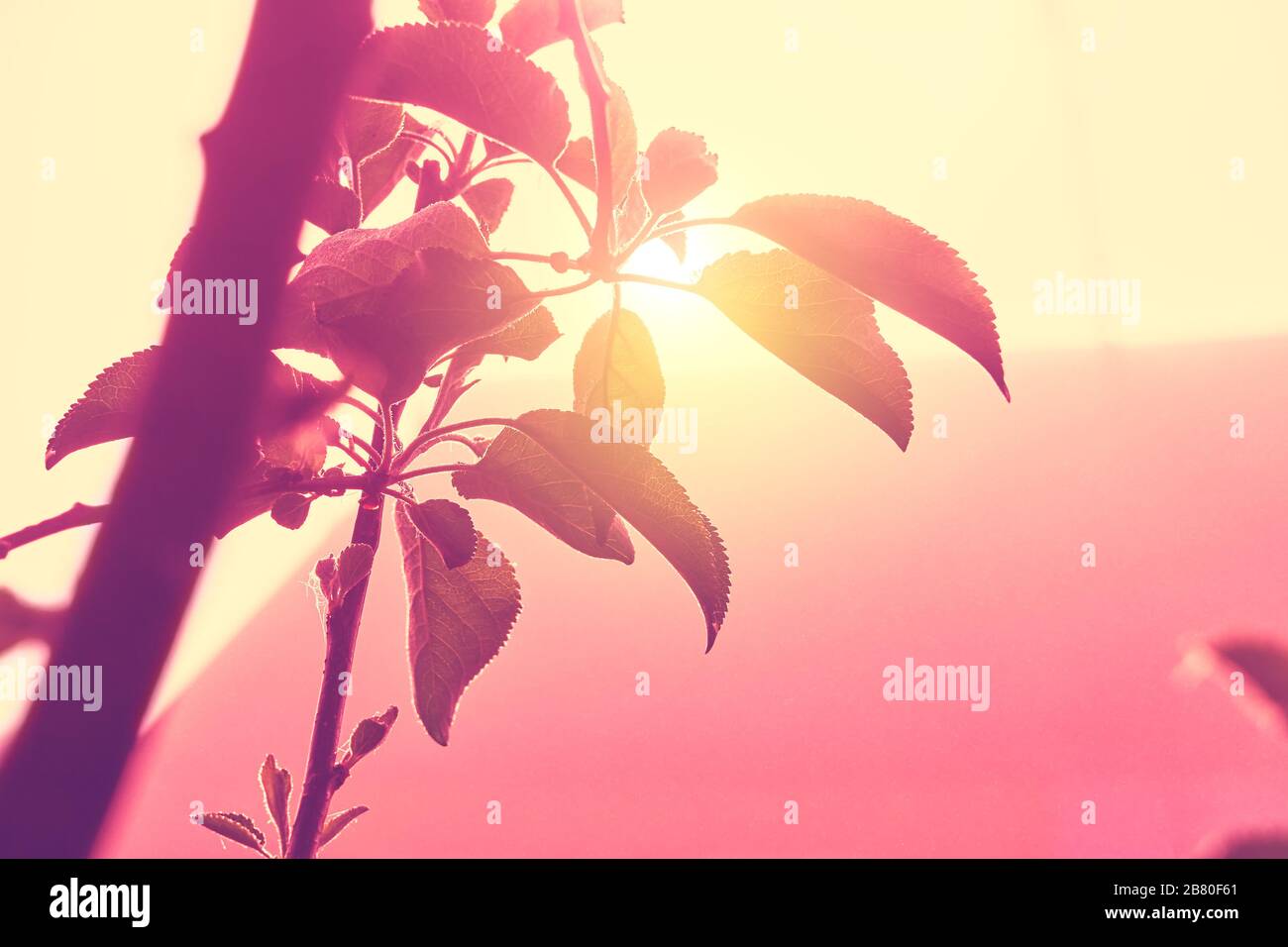 spring flowering apple trees. blooming tree branches Stock Photo Alamy