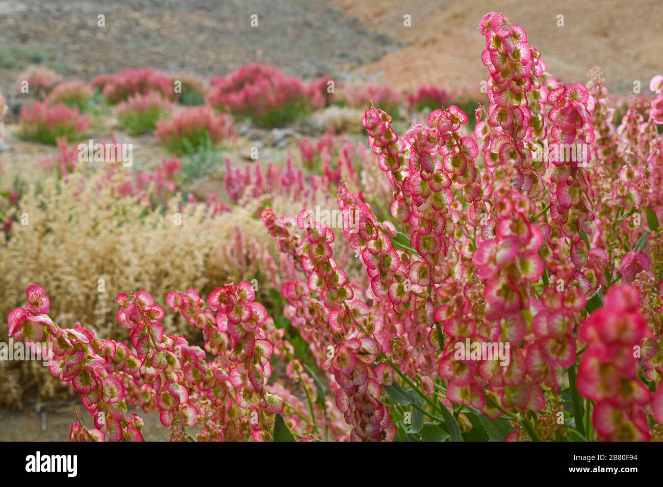 After a rare rainy season in the Negev Desert and Israel in general, an abundance of wildflowers sprout out and bloom. Knotweed sorrel (Rumex cyprius Stock Photo