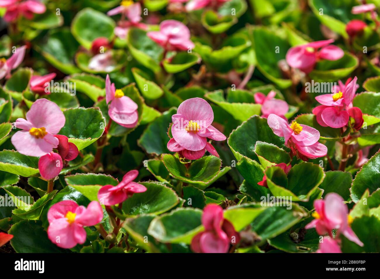 Pink wax begonia (fiborous begonia) in garden detail Stock Photo