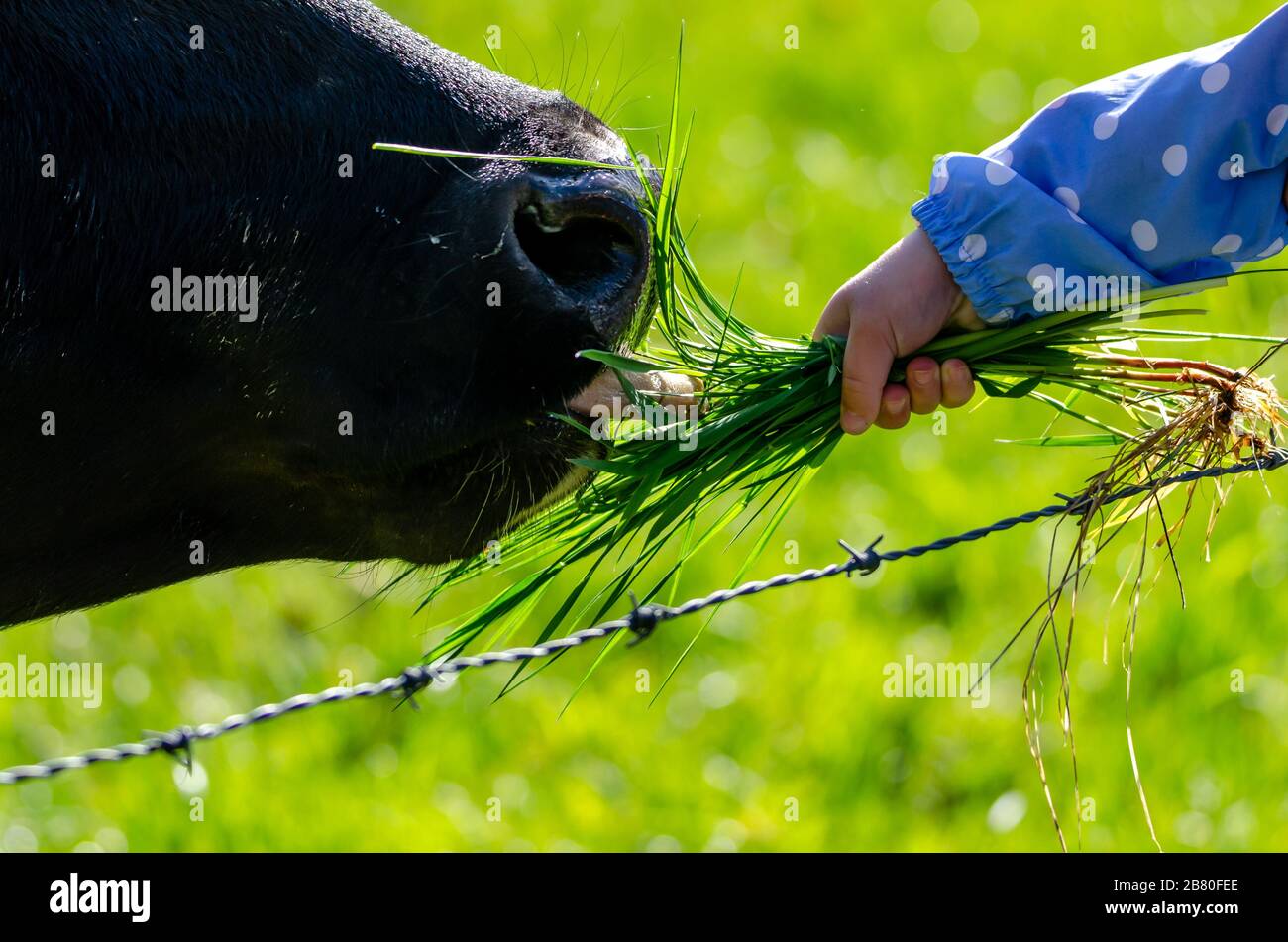Kid feeding a black cow with blurred background Stock Photo - Alamy