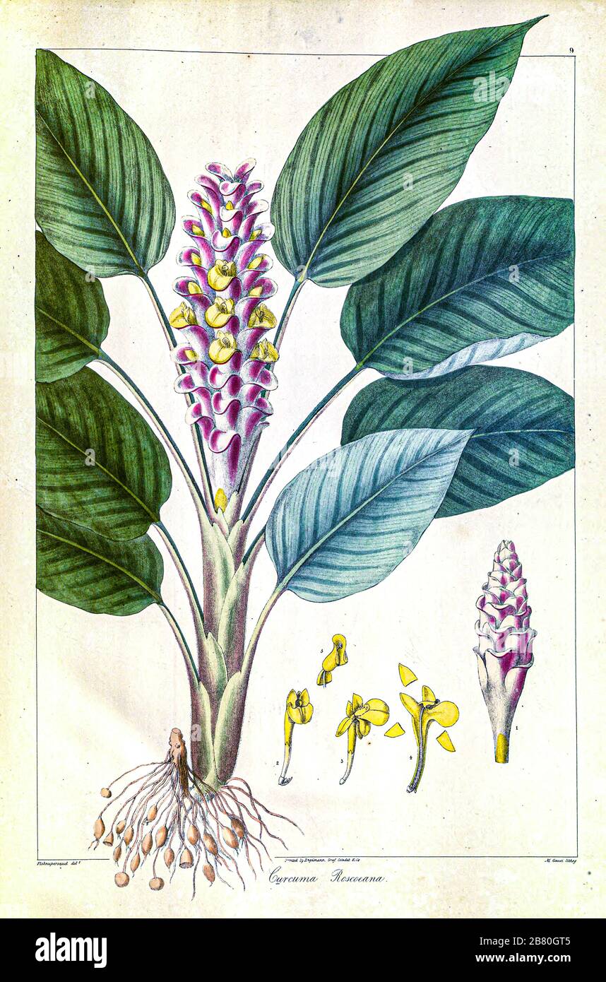 Curcuma roscoeana (also known as jewel of Burma, orange ginger, orange hidden ginger, pride of Burma or Burmese hidden lily) is a plant of the Zingiberaceae or ginger family. from a Journal Article by Nathaniel Wallich in 1830 Stock Photo