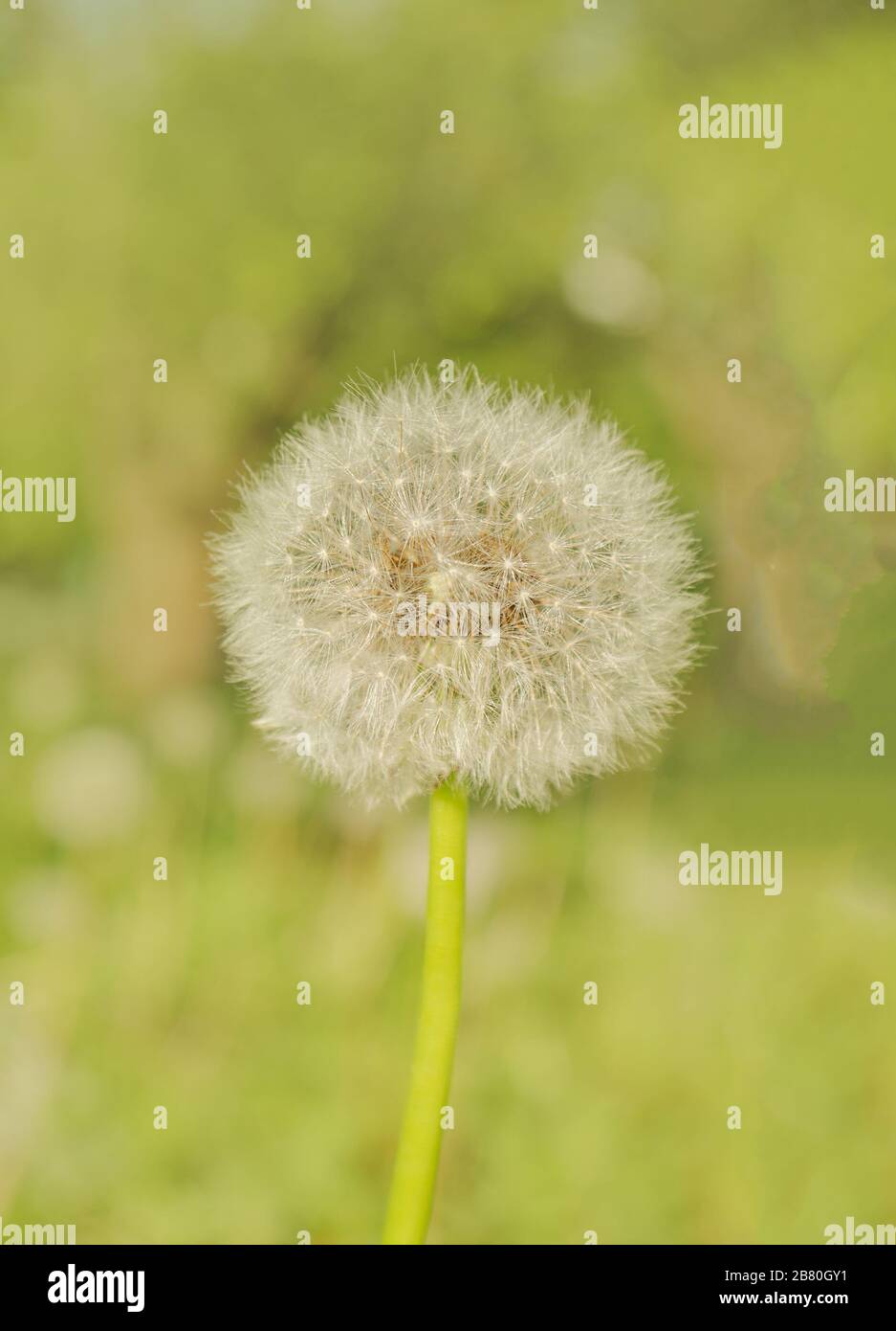 Dandelion fuzz swelled. Dandelion seeds blowing away across a green
