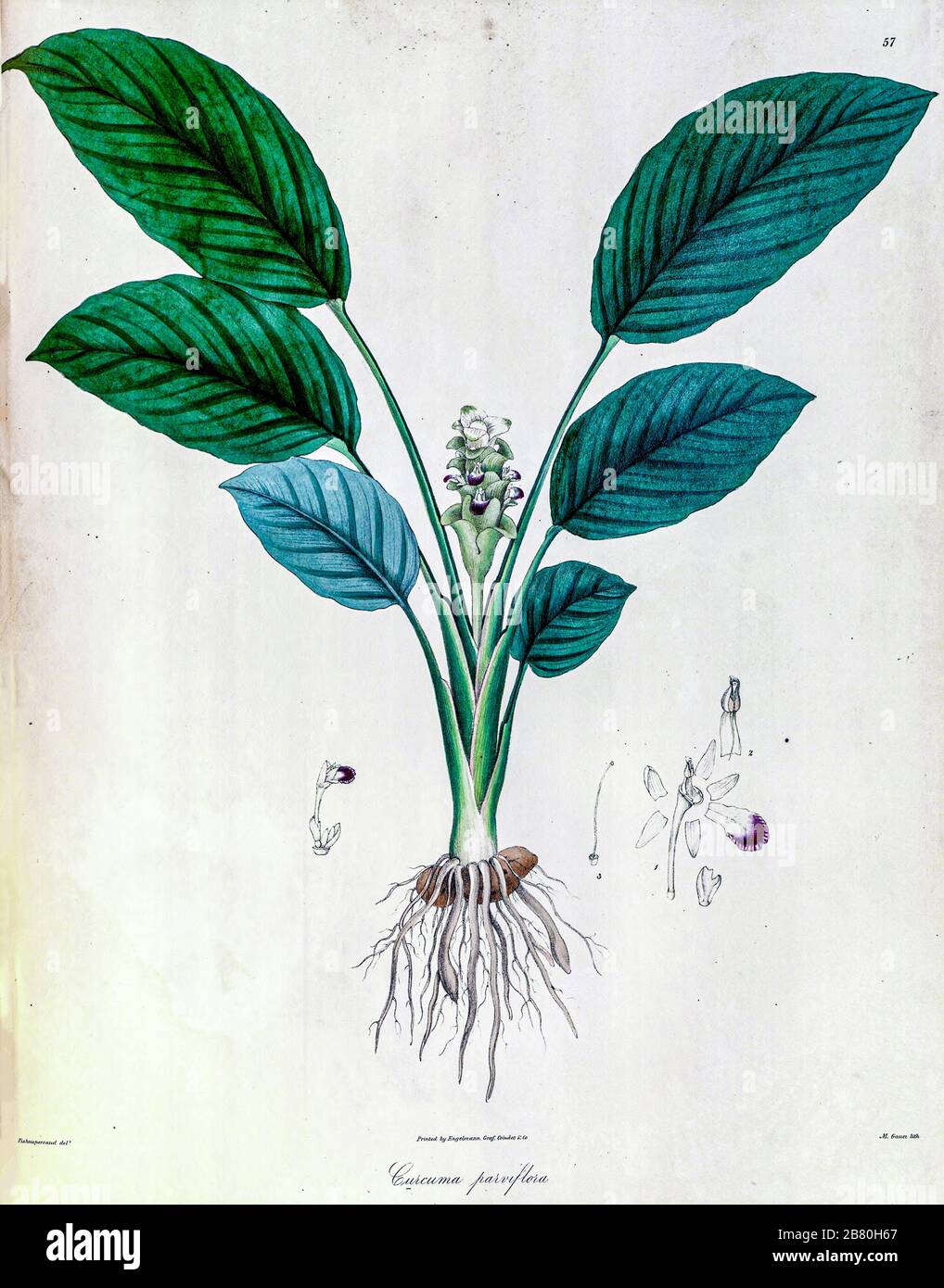 Curcuma parviflora from a Journal Article by Nathaniel Wallich in 1830 Stock Photo