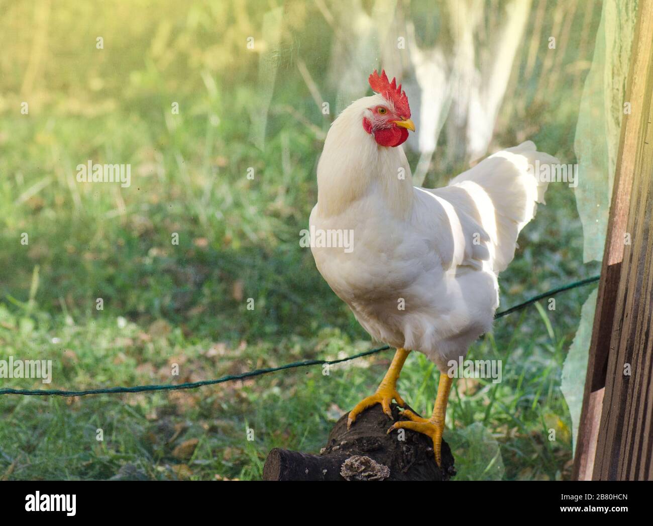 Chicken in bio farm. Free range chicken. Hen on a background of green