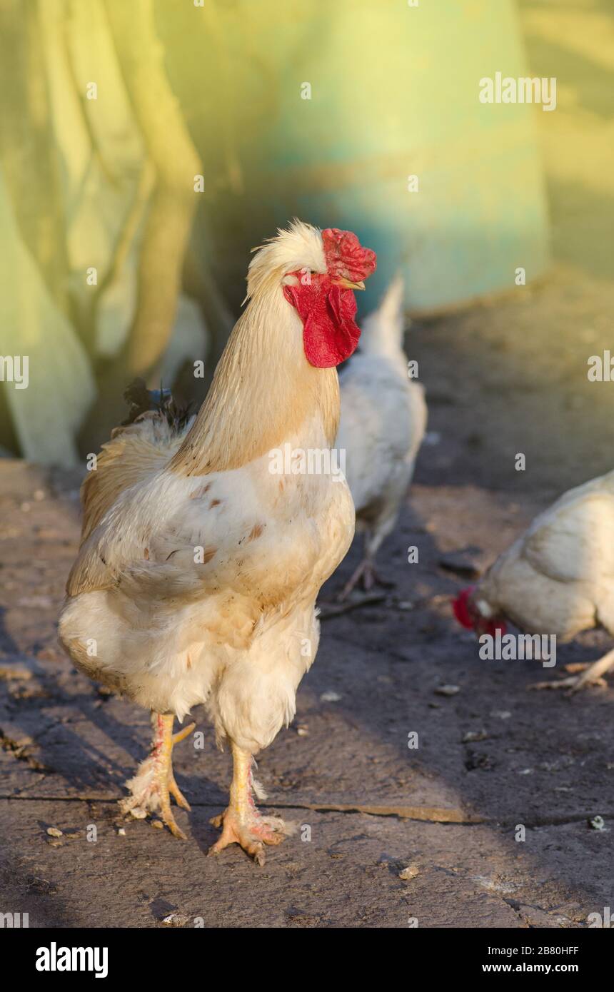 Chicken in bio farm. Free range chicken in the farm yard. Chicken in a