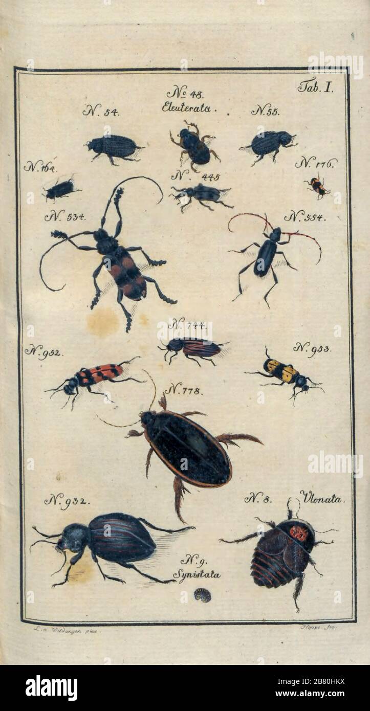 Insects, moths and Butterflies from a Latin  entomology textbook by Zschach, Johann Jacob. Printed in Leipzig in 1788 Stock Photo