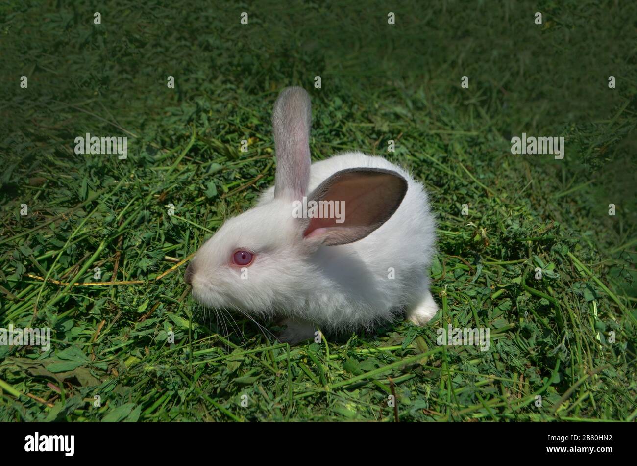 White Rabbit Babies Baby white rabbit. White rabbit on a grass Stock Photo - Alamy