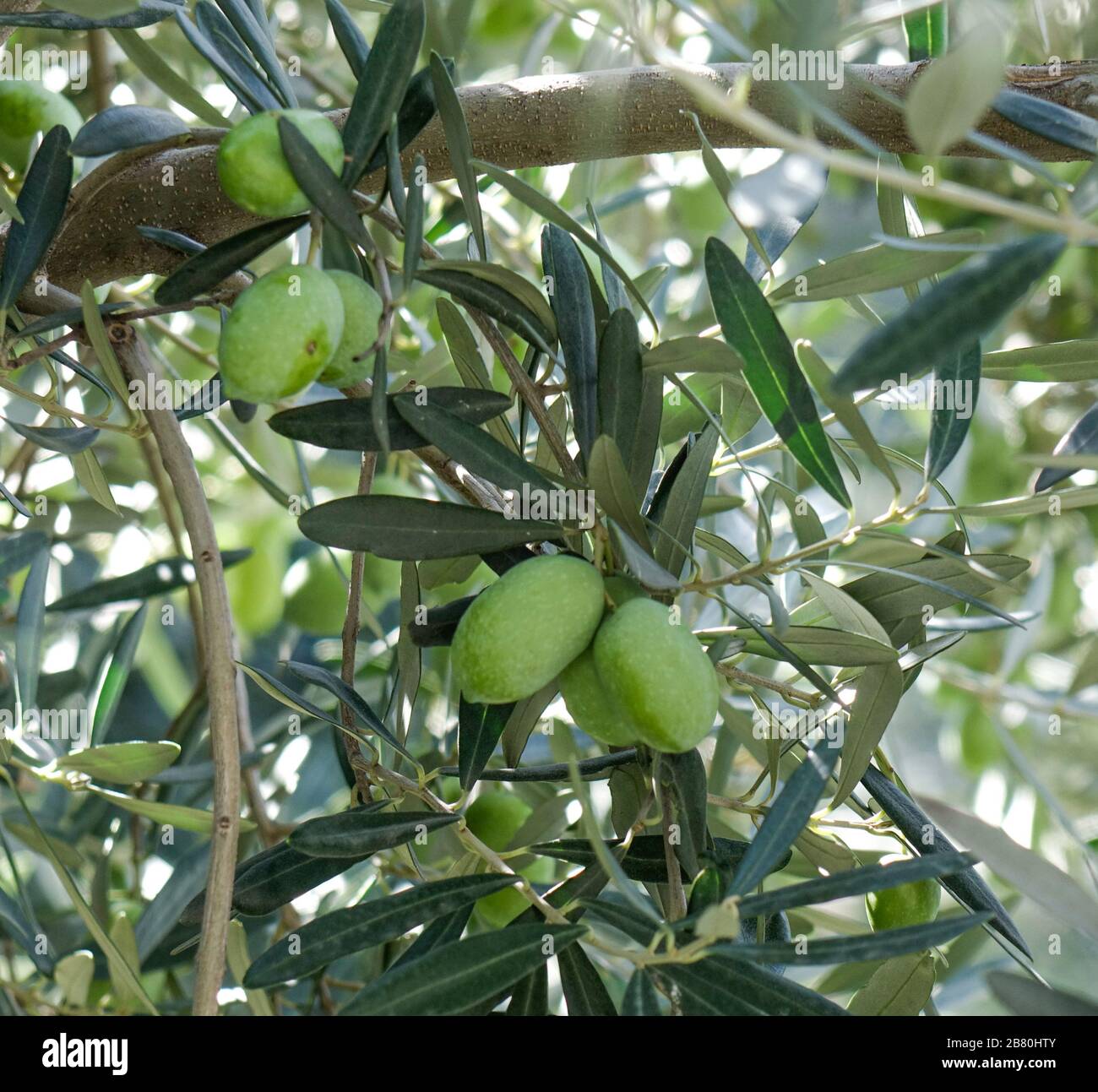 Olive fruits on the tree at sunny day in Tbilisi, Stock Photo