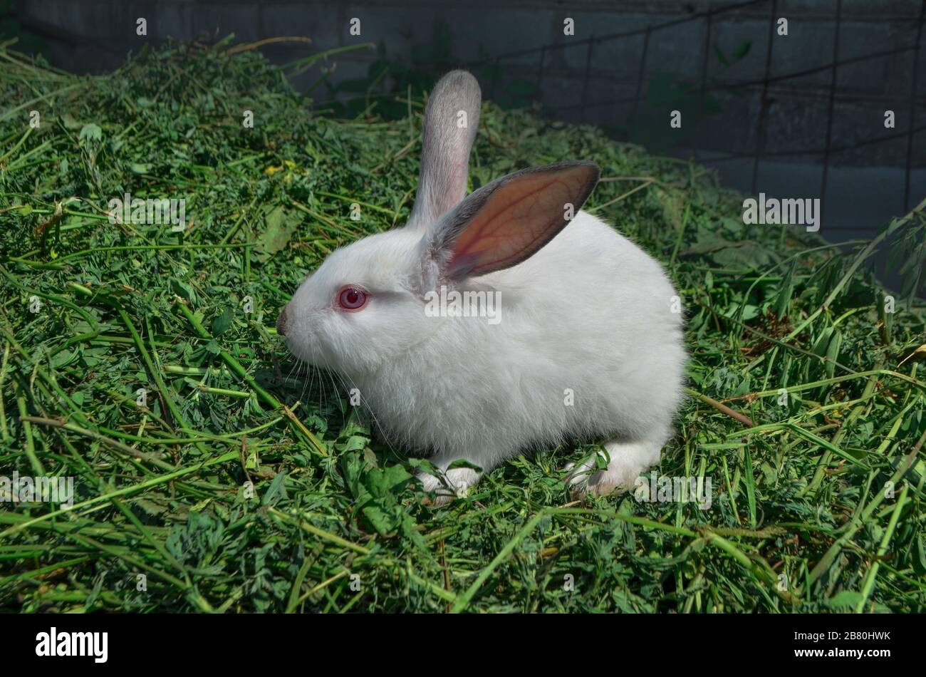 Rabbit in spring green grass background. White rabbit sitting on green