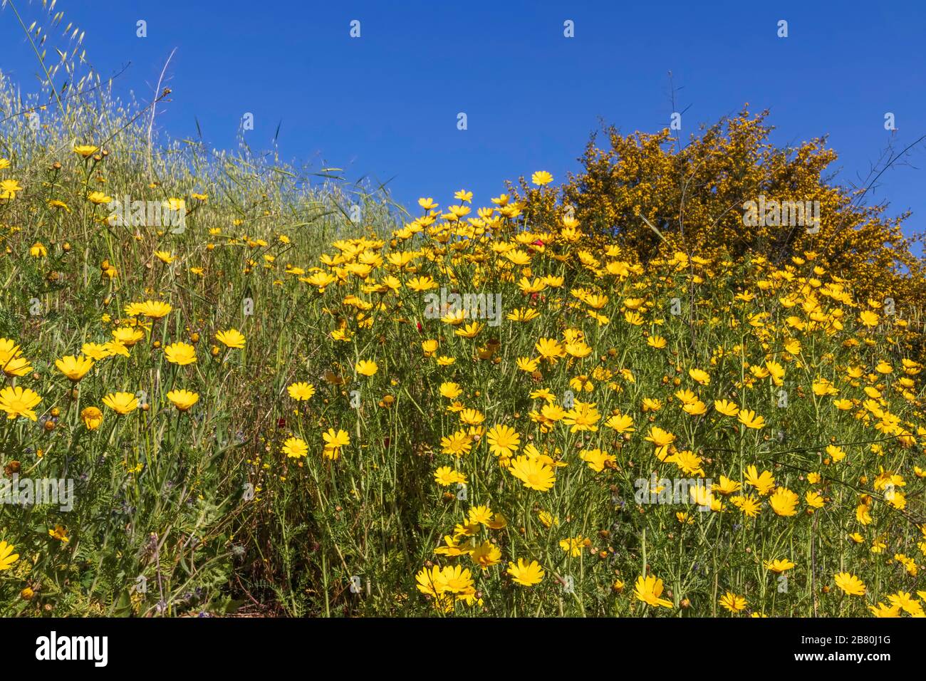 Meadow with blooming yellow Crown daisy Chrysanthemum coronarium flowers against blue sky Stock Photo