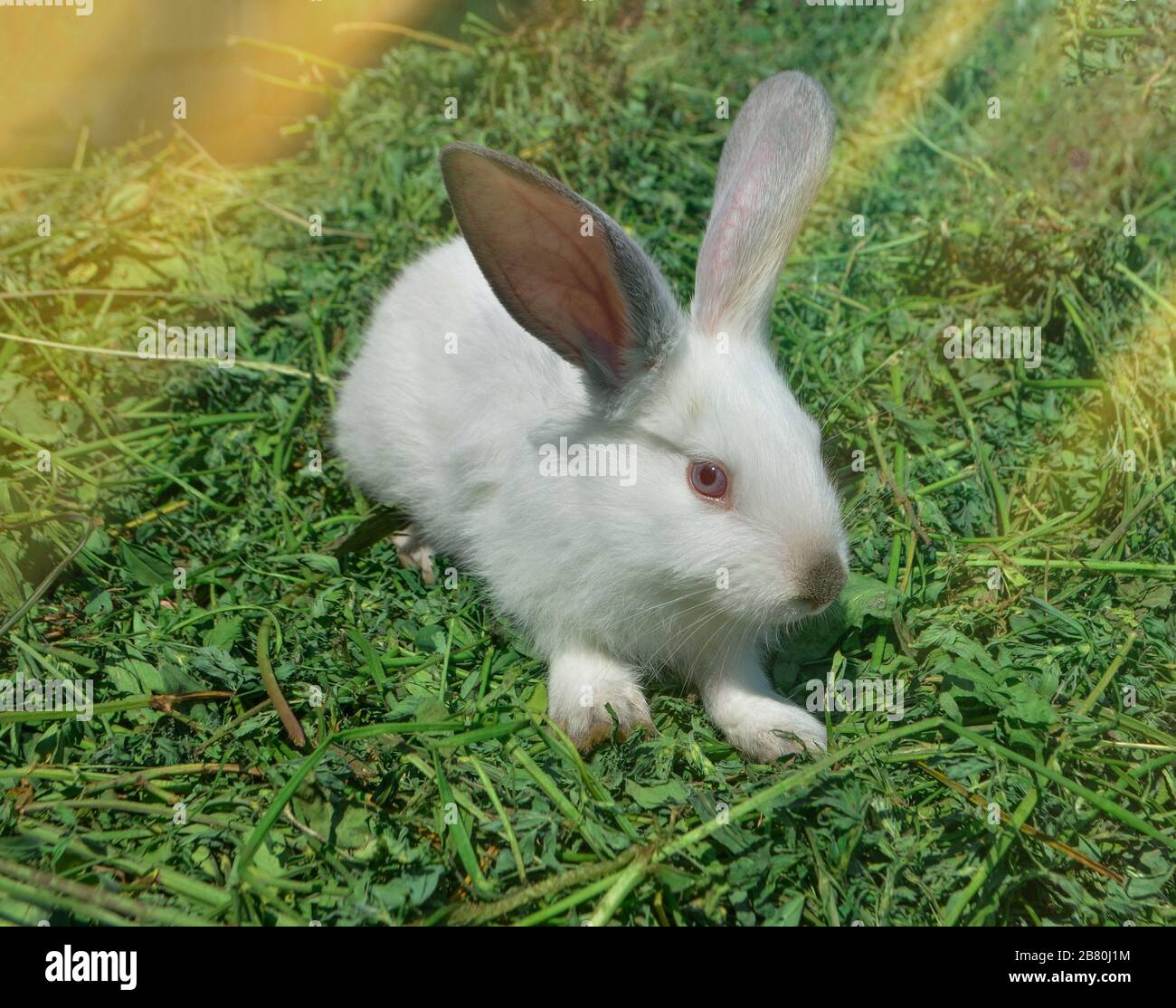Rabbit in spring green grass background. White rabbit sitting on green