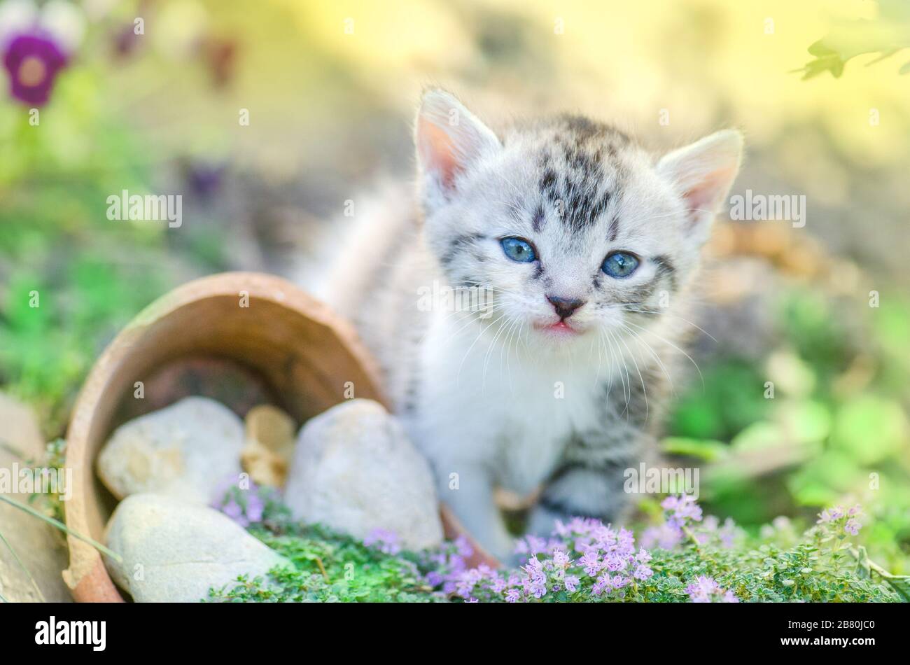 Little  kitten sitting in flowers. Kitten sitting near a flowerbed. Curious gray kitten. Stock Photo