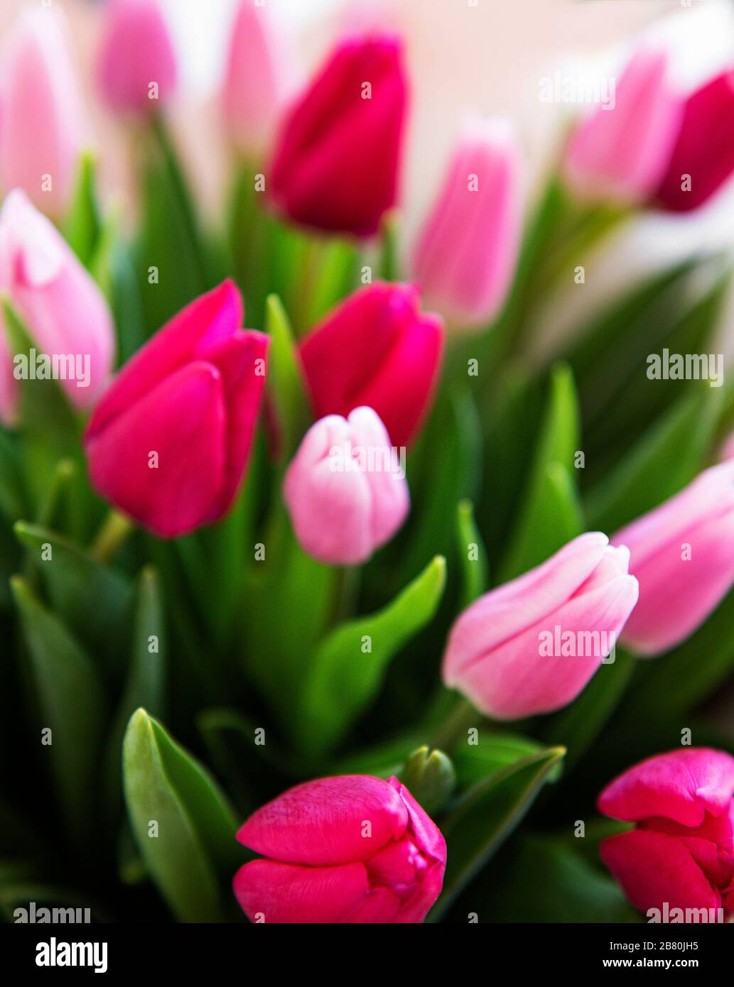 Beautiful pink tulips bouquet as a natural spring background Stock ...