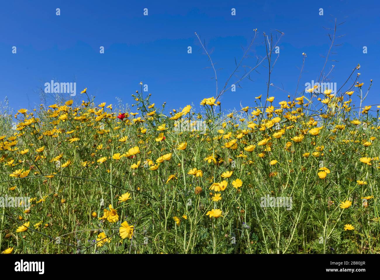 Meadow with blooming yellow Crown daisy Chrysanthemum coronarium flowers against blue sky Stock Photo