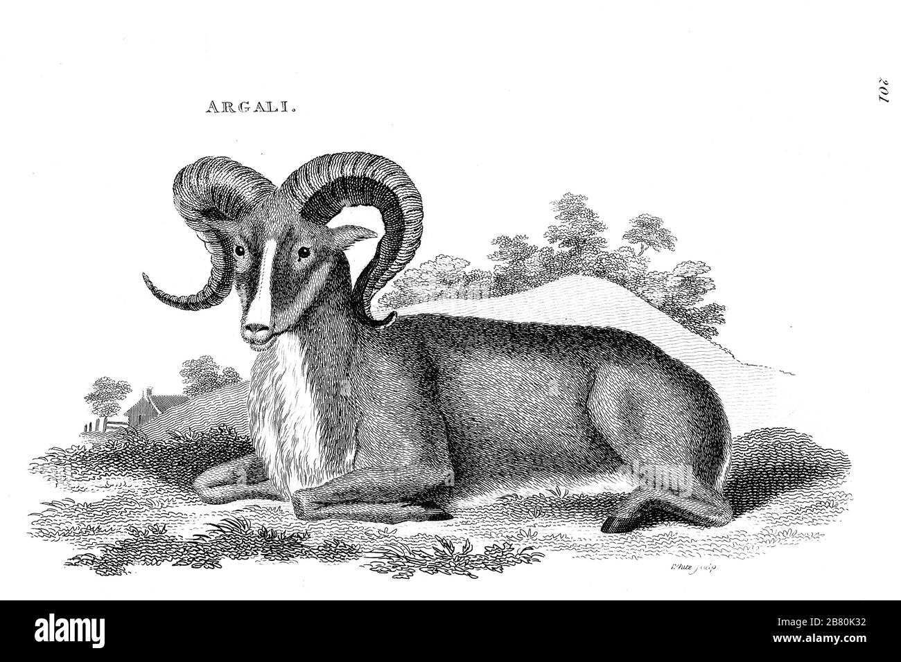 argali, mountain sheep (Ovis ammon) from General zoology, or, Systematic natural history Vol II Part 2 Mammalia, by Shaw, George, 1751-1813; Stephens, James Francis, 1792-1853; Heath, Charles, 1785-1848, engraver; Griffith, Mrs., engraver; Chappelow. Copperplate Printed in London in 1801 by G. Kearsley Stock Photo