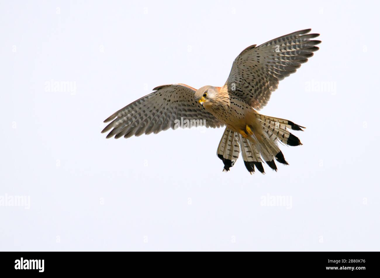 Kestrel, Falco Tinnunculus, Hovering Searching For Food On The Ground With Wings Extended And Flared Tail. Taken at Keyhaven UK Stock Photo