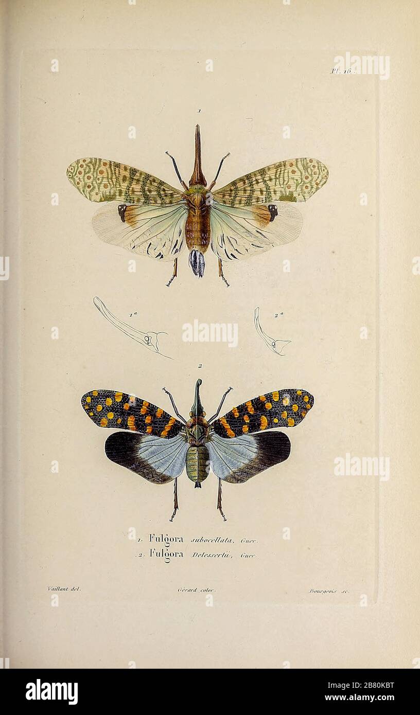 Insects, moths and Butterflies from  Souvenirs d'un voyage dans l'Inde exécuté de 1834 à 1839 (A voyage to India) by Delessert, Adolphe, published in Paris in 1843 Stock Photo