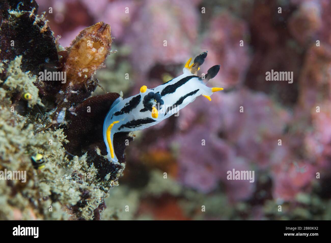 A Crowned nudibranch (Polycera capensis) Stock Photo