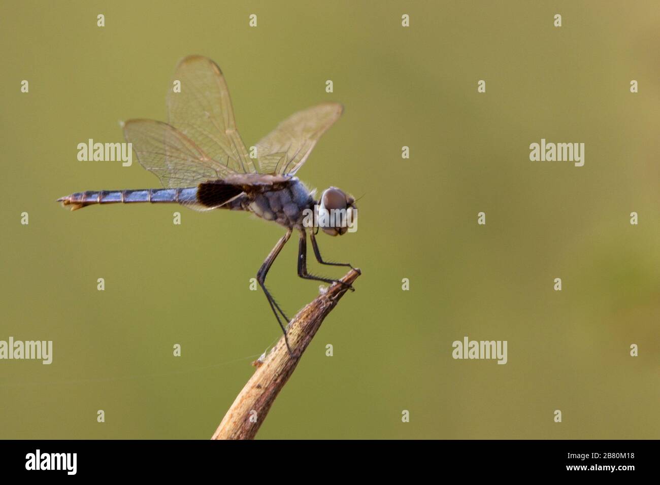 Blue Basker dragonfly (Urothemis edwardsii) perched, Gambia. Stock Photo