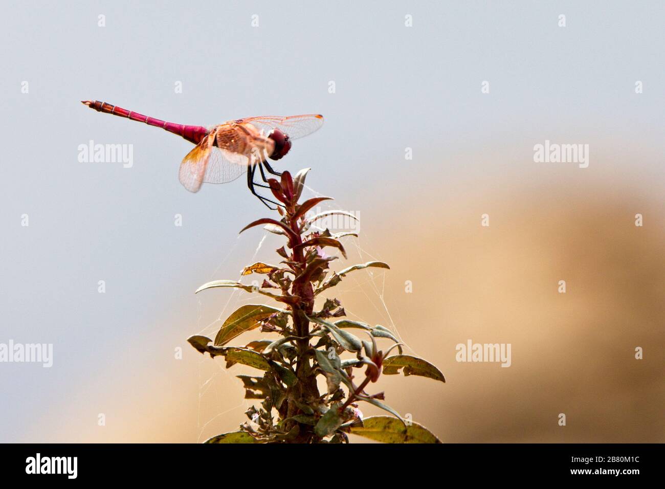 Red Basker dragonfly (Urothemis assignata), male perched, Gambia. Stock Photo