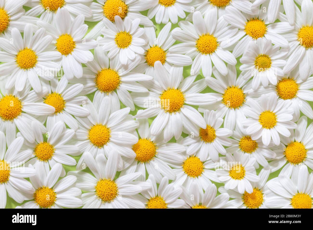Carpet of flowers of beautiful white daisies (Marguerite) for backgrounds, Germany. Stock Photo