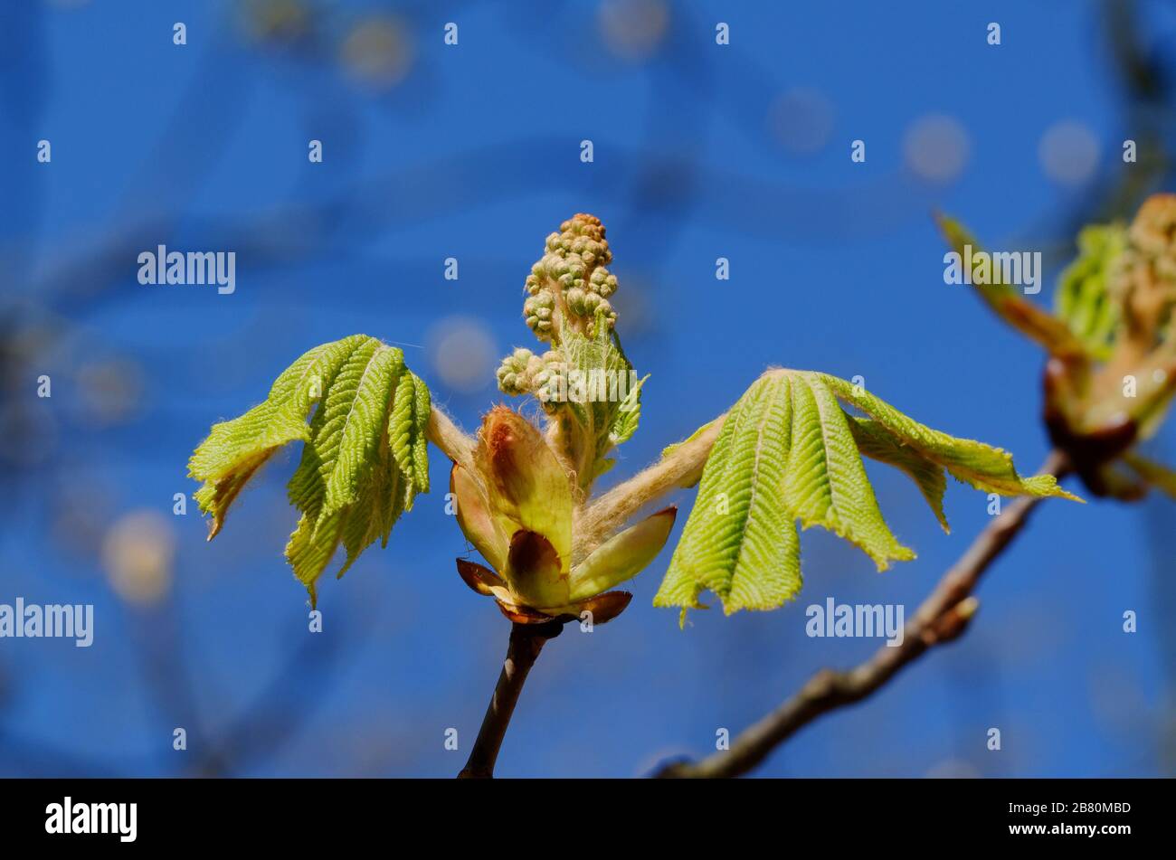 an open chestnut bud with young leaves in spring against blue sky Stock Photo