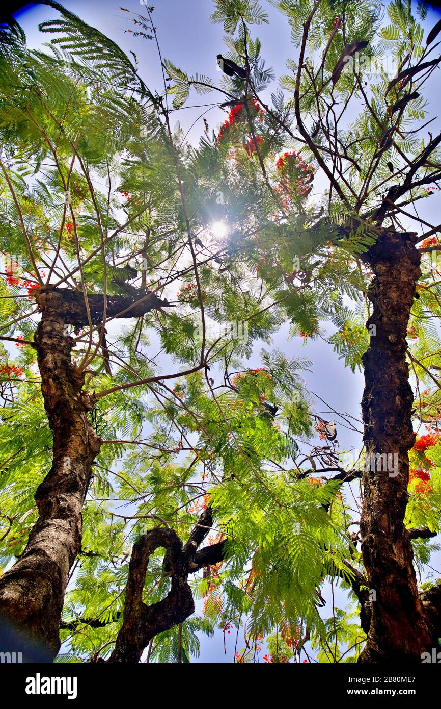 canopy tree Stock Photo