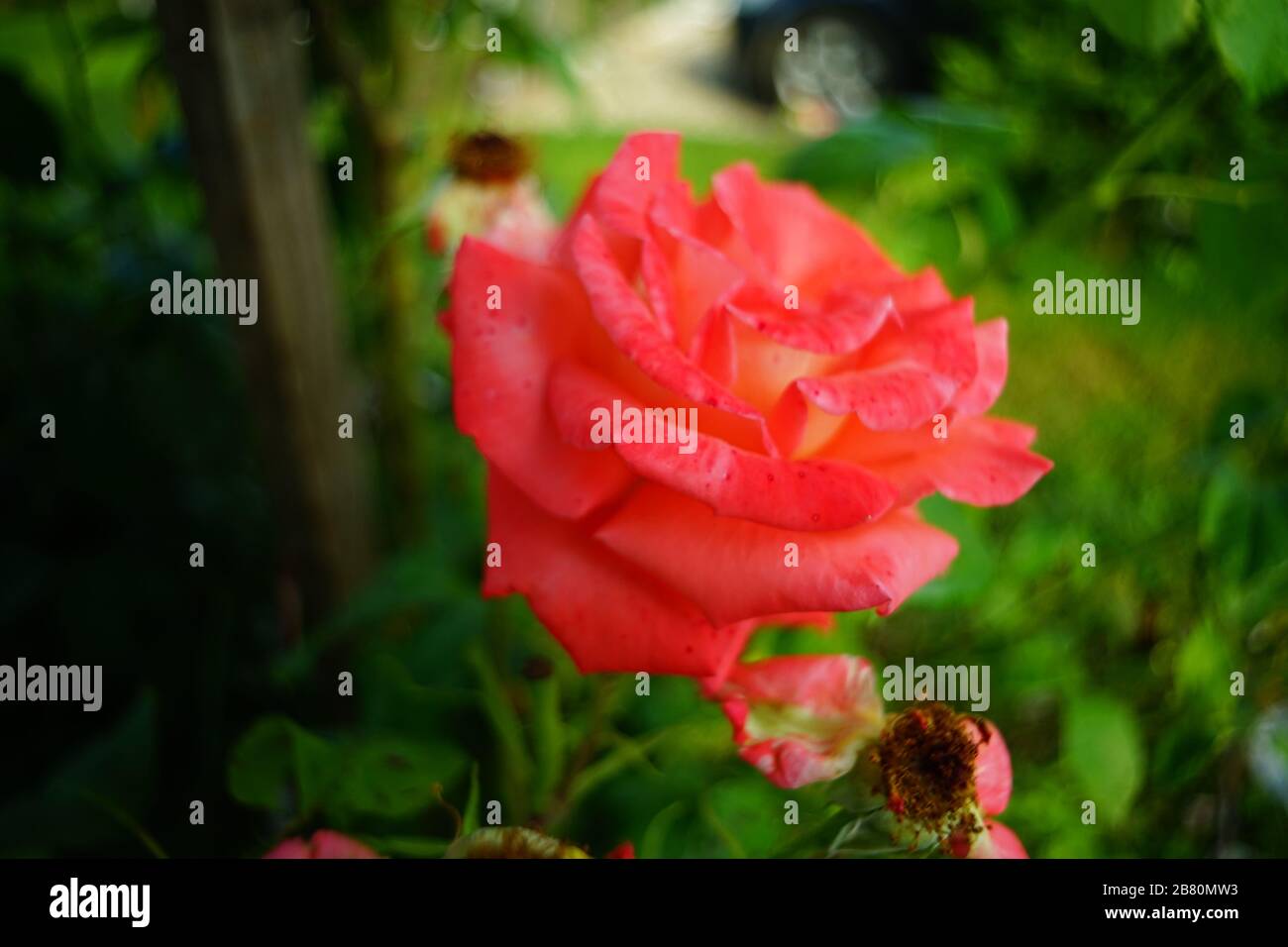 Pink and red roses in full bloom in summer Stock Photo