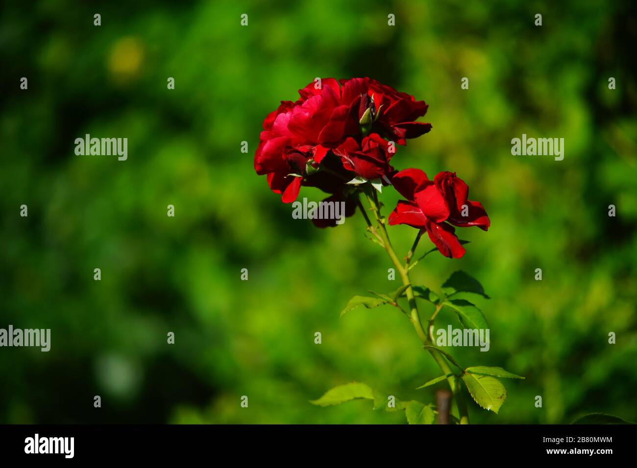 Pink and red roses in full bloom in summer Stock Photo