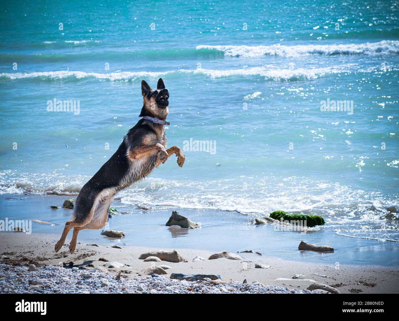 Dog playing outside, dog jumping. Happy jumping dog isolated in blue sea background. German shepherd dog Stock Photo