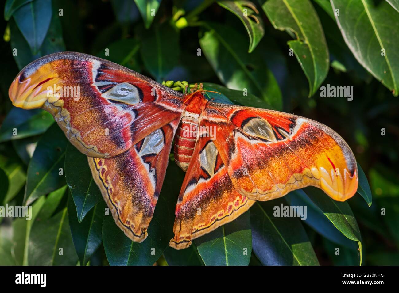 Atlas Moth - Attacus atlas, beautiful large iconic moth from Asian forests and woodlands, Borneo, Indonesia. Stock Photo