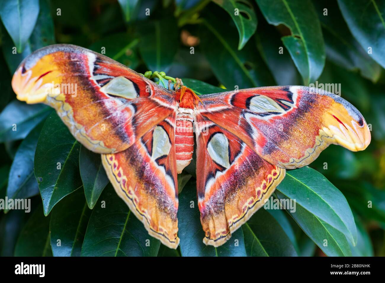 Atlas Moth - Attacus atlas, beautiful large iconic moth from Asian forests and woodlands, Borneo, Indonesia. Stock Photo