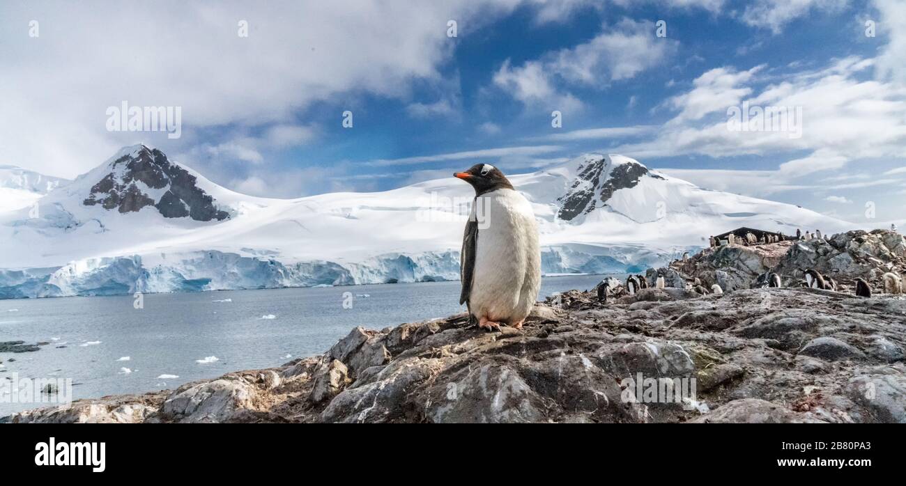 Penguins in Antarctica. Port Lockroy. Stock Photo
