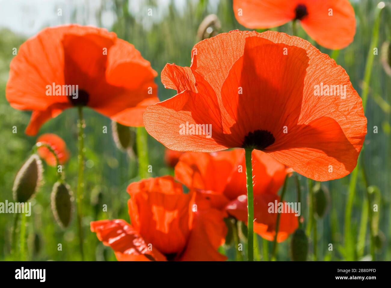 Poppies in a meadow, Lüneburger Heide, Germany. Backlit Photograph Stock Photo