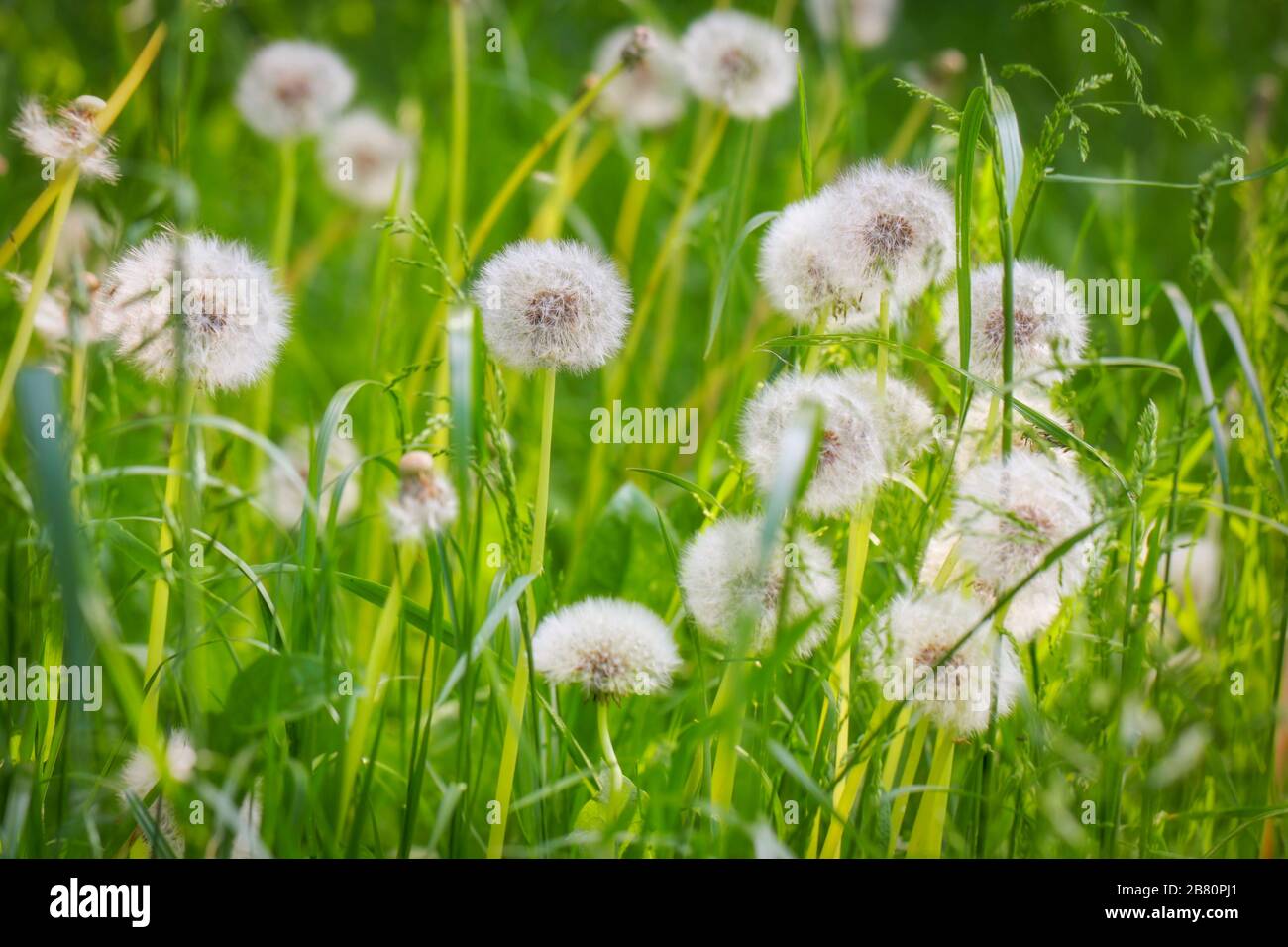 Meadow with dandelions in the Lüneburger Heide, Northern Germany Stock Photo