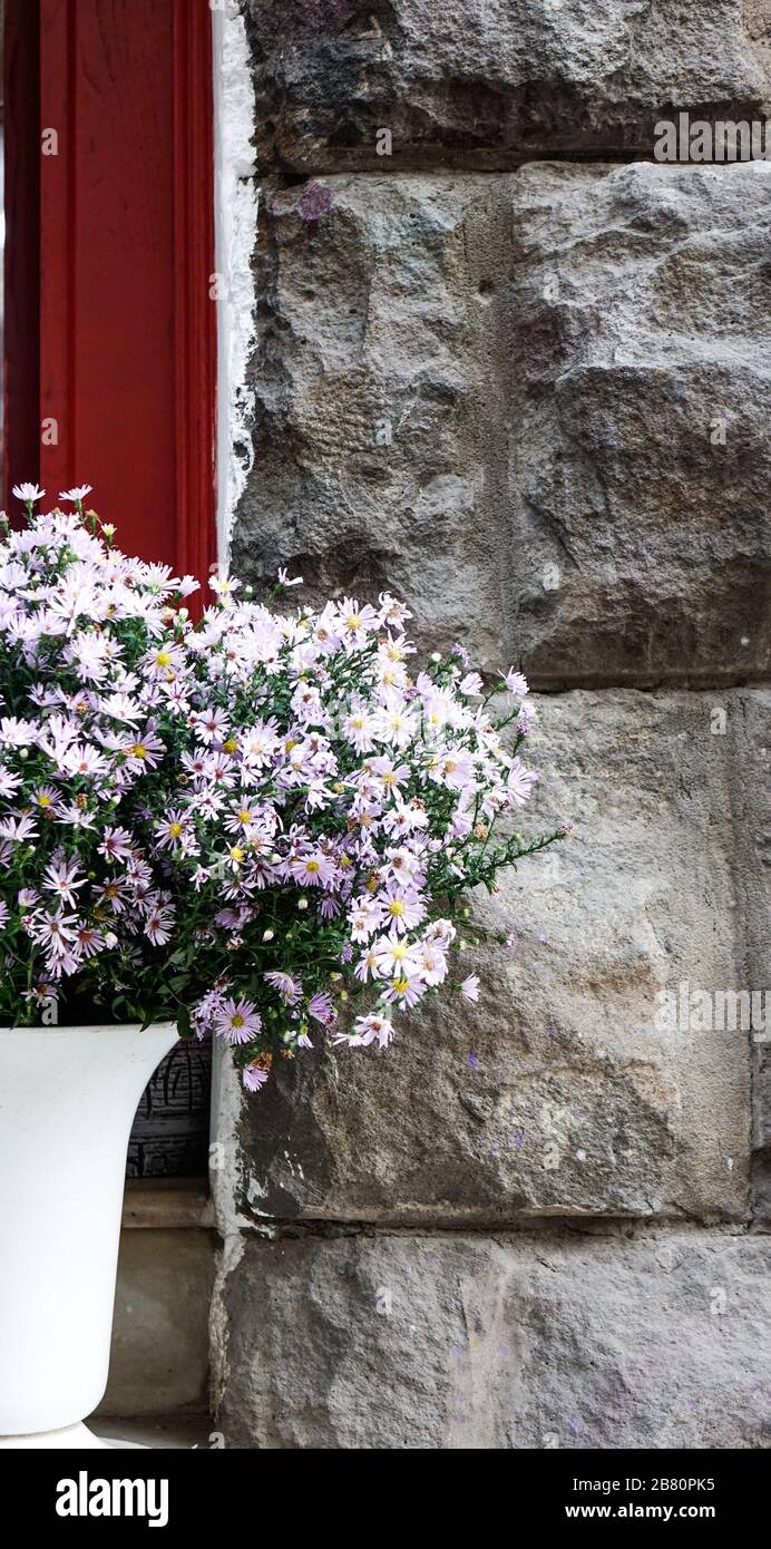 Purple flowers at the shop on street in Tbilisi, Stock Photo