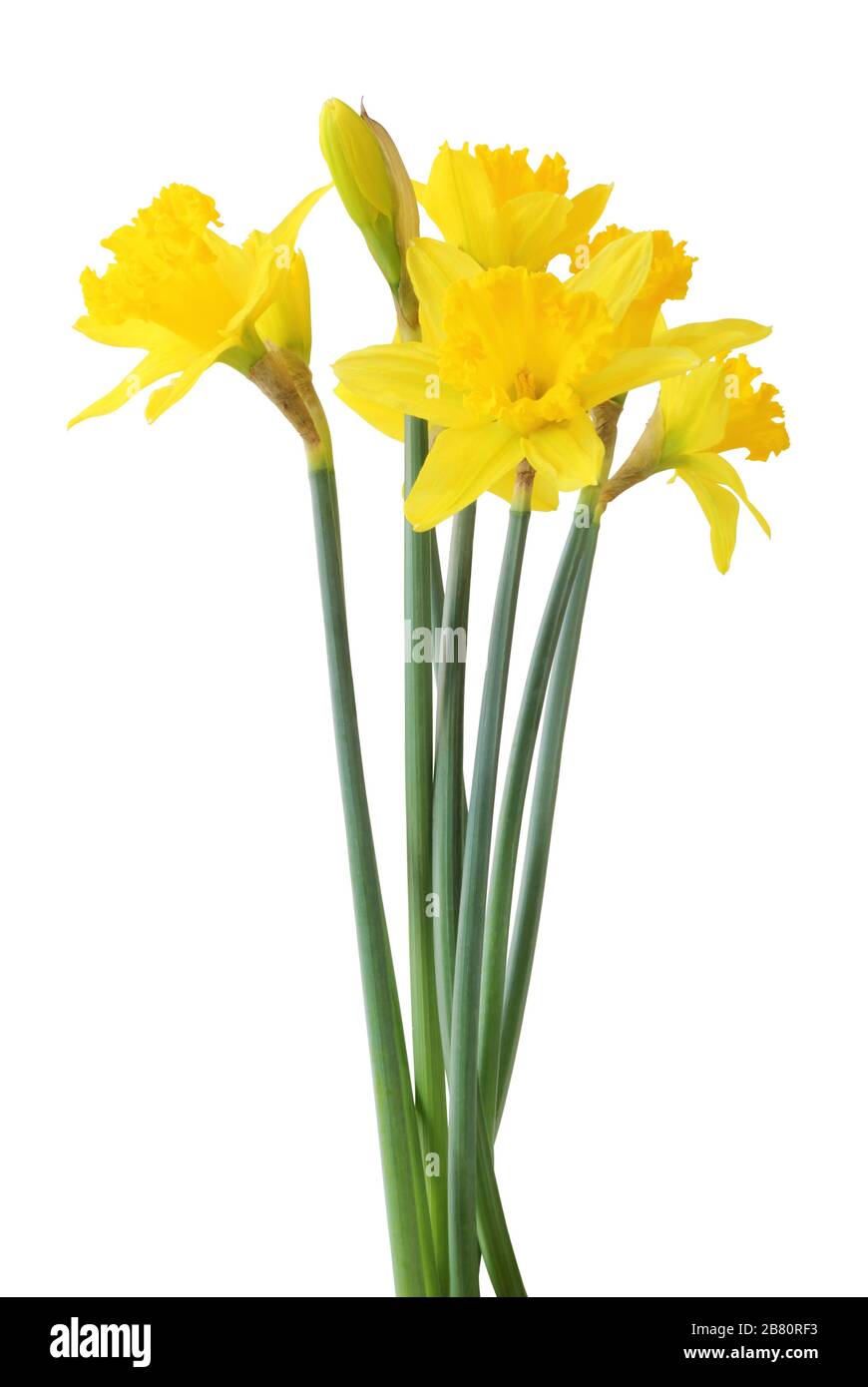 Narcissus (Narzissen, Narcissus, Amaryllidaceae) isolated on white background, inclusive clipping path. Germany Stock Photo