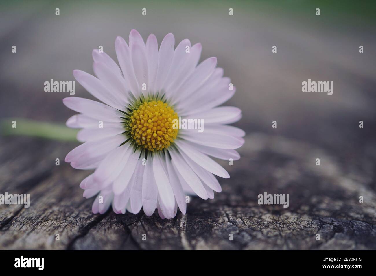 Dried daisy hi-res stock photography and images - Alamy