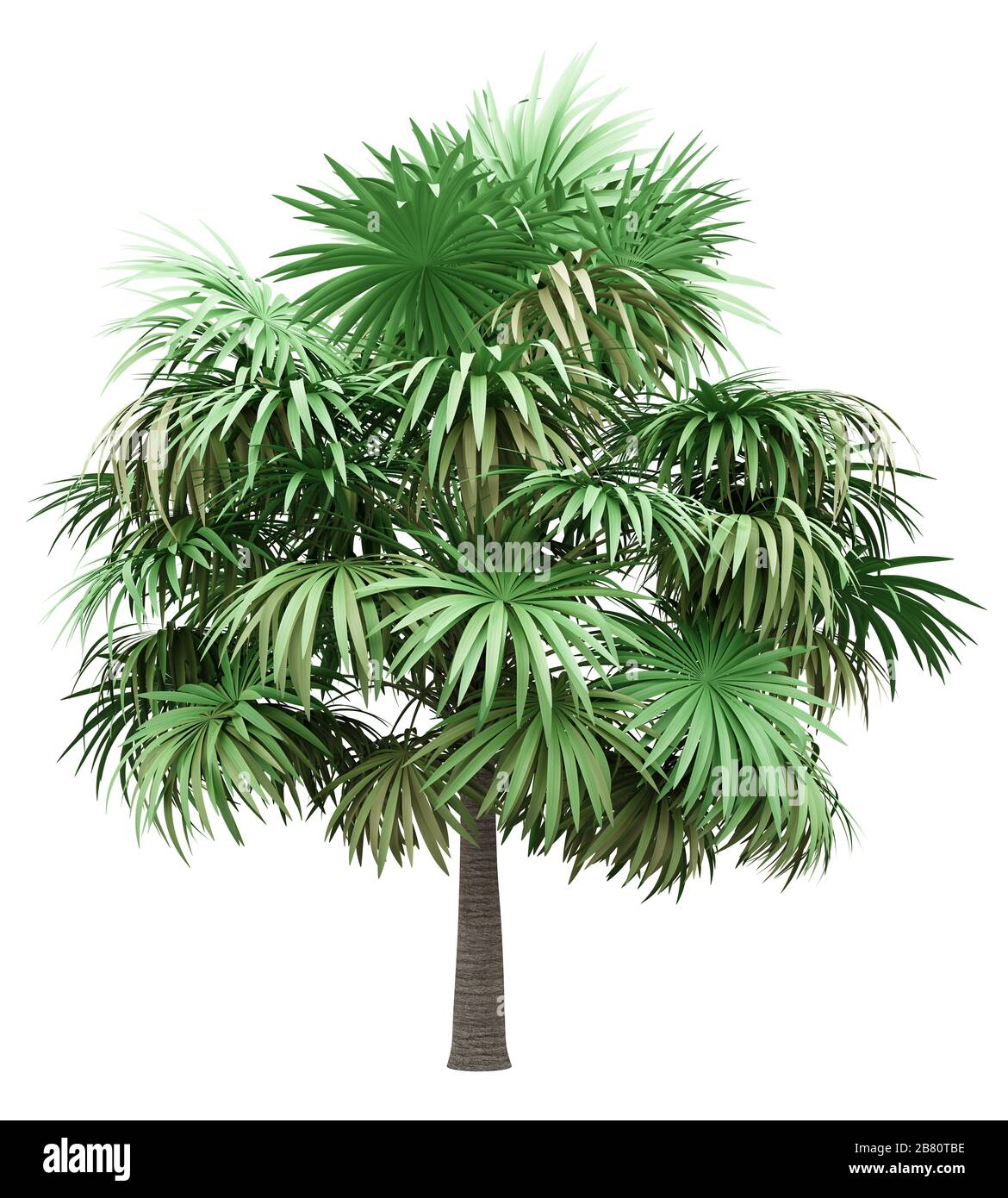 スリナクス ラジアータ(Thrinax radiata) 10号 170cm スリナクス ラジアータ(Thrinax radiata) 10号 170cm